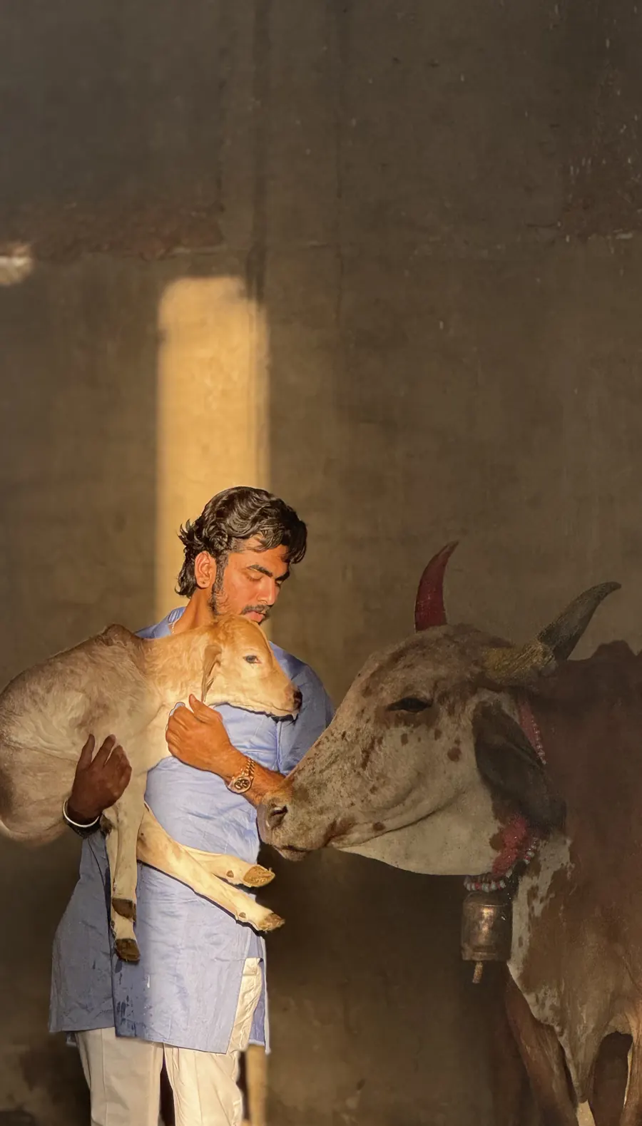 Nandi care and shelter facility in Rajasthan